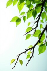 Fototapeta premium Twisted and curved branches against white backdrop, leafy, nature