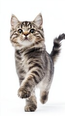 Striped Tabby Kitten with Bright Eyes Walking Towards Camera