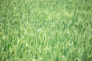 Rice Plants in a Field. Greenery field.