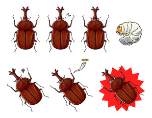 カブトムシオスセット