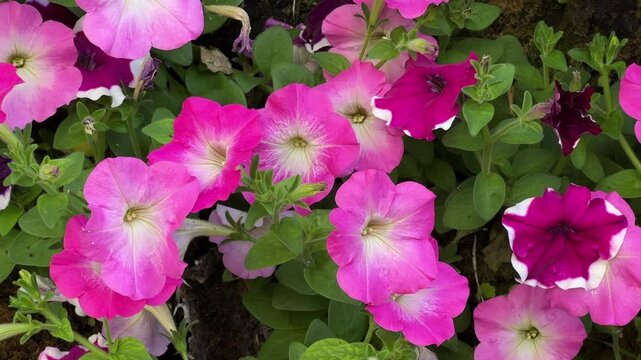 Close up of a cluster of puple petunia flowers in the garden