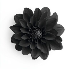 Black dahlia flower with detailed petal structure against a white background creates a striking visual contrast