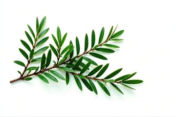 Obraz premium Sprig of evergreen branches isolated on white, foliage, branch
