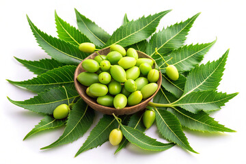 Fresh Neem Leaves and Fruits &ndash; Lush Green Foliage with Oval, Ripened Neem Berries on a White Background