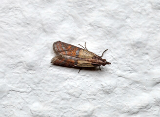 Adult Indian Meal Moth of the species Plodia interpunctella on white wall, top view