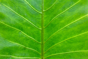 Macro Closeup of Green Leaf Veins Texture