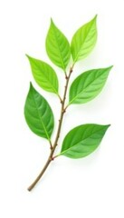 single branch with leaves and twigs isolated on white, simple, greenery, foliage