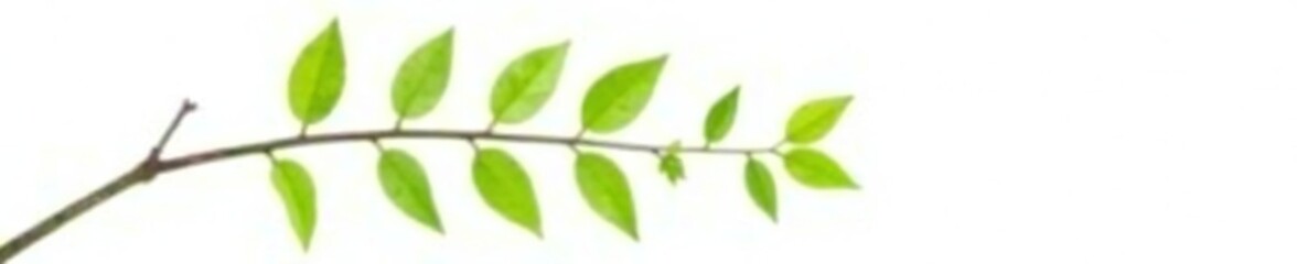 Single branch with leaves isolated on white background, simplicity, leaf