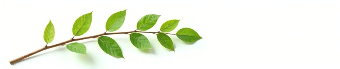 Single branch with leaves on a white background, botanical, nature, white