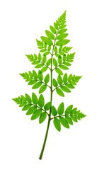 Fototapeta premium Single fern branch isolated on white background, verdant greens, plants, plant photography
