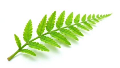 Single fern branch on white background isolated, simple, nature, fern