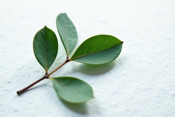 Single eucalyptus leaf on a snowy white surface, white background, texture, elegance