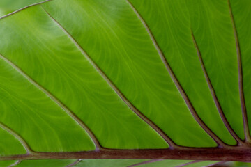 Macro Closeup of Green Leaf Veins Texture