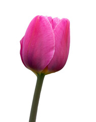 Isolated tulip on white background