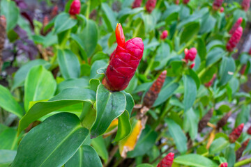 Vibrant Red Ginger Flower (Costus Spicatus) in Lush Tropical Garden
