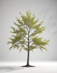 Obraz premium Single Tree with Delicate Leaves on White Background, outdoor, foliage