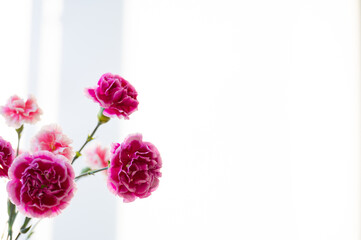 ピンク色のカーネーションの花