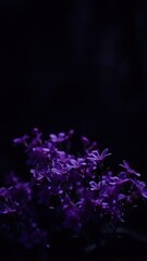Dark and moody background with white and purple flowers blooming in the shadows, night, purple, atmospheric