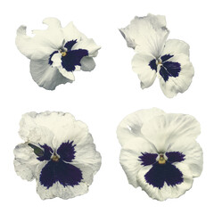 Isolated collection of white pansies on white background