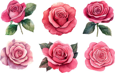 Fototapeta premium set of pink roses isolated on white