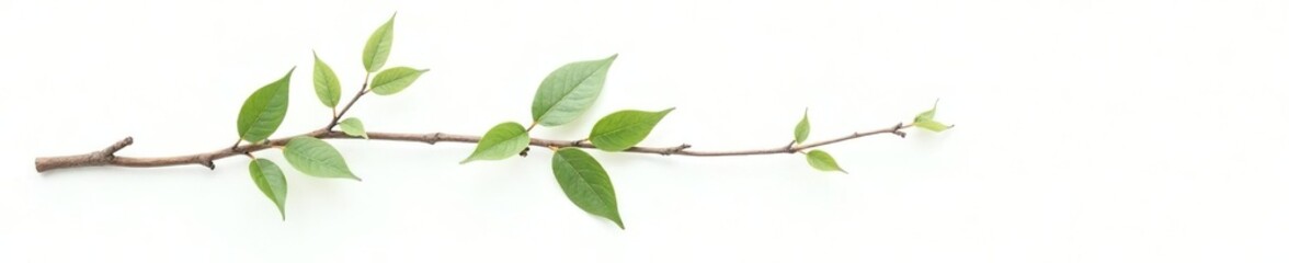 Naklejka premium single branch with leaves and twigs isolated on white, foliage, greenery, plant