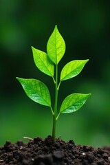 Unfurling leaf of a small tree on plain surface, background, greens