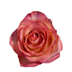 Isolated red rose bud on white background