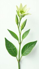 Fototapeta premium Delicate green plant isolated on white background, flower, foliage, green