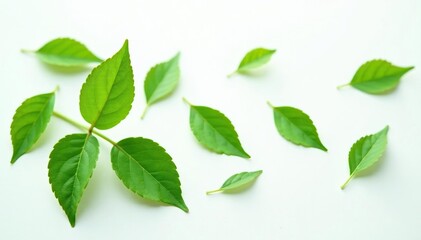 Fototapeta premium delicate green leaves scattered on white surface, isolation, photography, flower