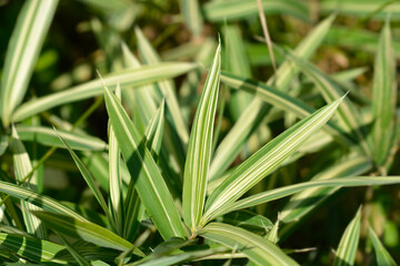 Dwarf white-striped Bamboo leaves