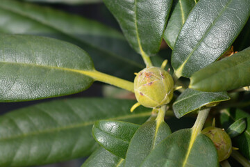 Rhododendron Fantastica flower bud