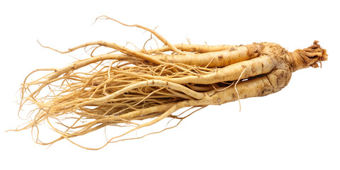 fresh ginger roots