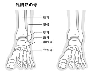 足関節の骨　説明イラスト　モノトーン