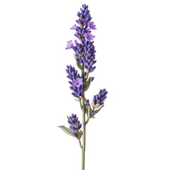 Obraz premium Close up Lavender Flower Stem on transparent Background.