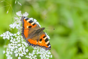 Aglais urticae.  A Small tortoiseshell butterfly sits on a white flower. Portrait of a beautiful butterfly in it´s nature habitat. 
