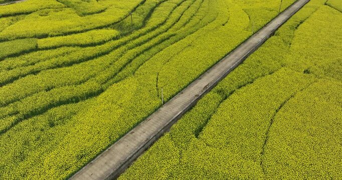 Aerial footage of yellow cole flowers flowering at countryside, Yunnan province,China
