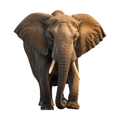 Fototapeta premium elephant, animal, trunk, safari, wildlife, mammal, wild, big, nature, ivory, tusks, tusk, pachyderm, ears, isolated, large, huge, african elephant, elephants, baby, zoo, grass, addo, kenya, dangerous