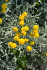 Cypress lavender cotton flowers