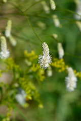 White Oriental Burnet flowers