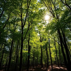Obraz premium Dappled sunlight filters through leafy canopy above forest floor, trees, woodland, sunlight