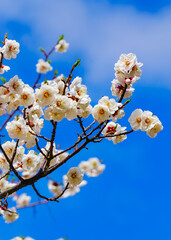 View of the cherry blossoms in spring in Seoul, South Korea.