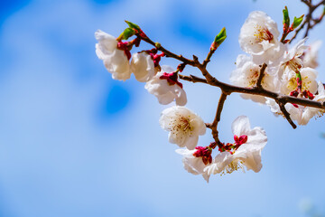 View of the cherry blossoms in spring in Seoul, South Korea.