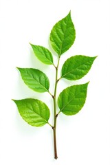 Single branch with leaves on white background, nature, leafy