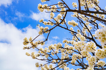 View of the cherry blossoms in spring in Seoul, South Korea.
