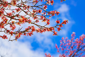 View of the cherry blossoms in spring in Seoul, South Korea.