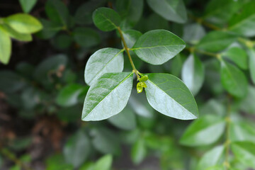 Oval-leaved privet leaves