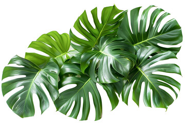 Monstera deliciosa leaf or Swiss cheese plant isolated on white background png transparent clipart.