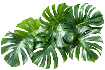Monstera deliciosa leaf or Swiss cheese plant isolated on white background png transparent clipart.
