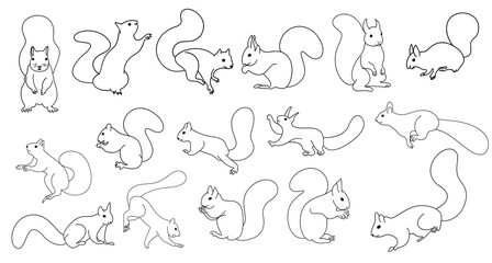 Obraz premium Squirrel doodle hand drawn elements clipart set