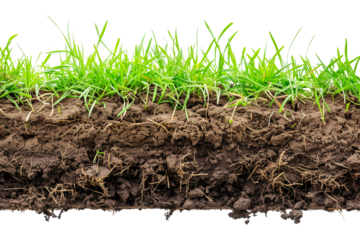 grass and soil isolated on white background png transparent clipart.